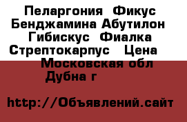 Пеларгония. Фикус Бенджамина.Абутилон. Гибискус. Фиалка.Стрептокарпус › Цена ­ 150 - Московская обл., Дубна г.  »    